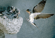 Swallows